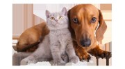 Pet Services & Supplies in Roanoke, VA