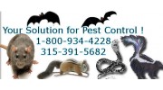 Pest Control Services in Syracuse, NY