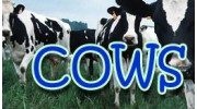 Cows Cows Cows