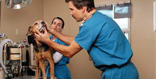 Brownsville Veterinary Hospital