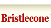 Bristlecone Web Design
