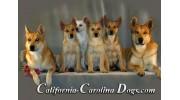 California Carolina Dogs