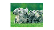 Carefree Koala Daycare