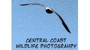 Central Coast Wildlife Photography