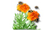 Bee's Mr Flowerland & Garden Centers