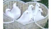 White Dove Release Newport Coast