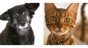Pet Services & Supplies in Boulder, CO