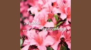 Azalea Gynecology