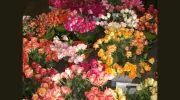 Hall's Atlanta Wholesale