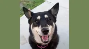 Love Your Pets Too