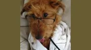 Costa Mesa Animal Hospital
