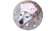 Dog Days Doggie Day Care