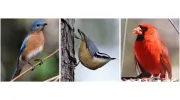 Bird Watcher Supply