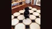 Black Dog Gallery