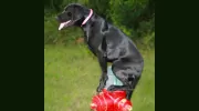 Off-Leash K9 Dog Training Of Tulsa
