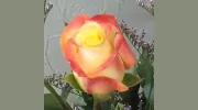 Prospect Florist
