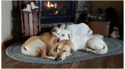 Tender Heart Pet Sitting