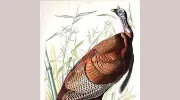Arader Galleries