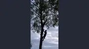 AAA Tree & Landscaping