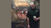 Get Bats Out