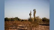 Desert Rose Tax & Accounting