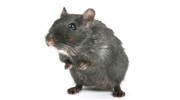 1st American Pest Control