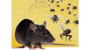 Allied Pest Management