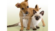 Animal Medical Center Of Deer Valley