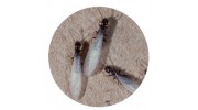 Arden Termite & Pest Control