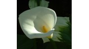 Beth Grubb, Licensed Acupuncturist