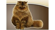 Cat Care Professionals