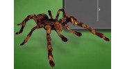 Farrington Pest Control