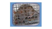 Jacksonville Wildlife Pest Control