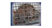 Wildlife Pest Control Of Jax