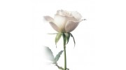 More Than Flowers