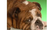 Norwood Animal Clinic