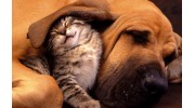 Pima North Animal Hospital