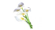 Sarah's Flowers