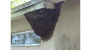 Bee Removal Service