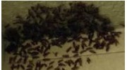Wasp Removal