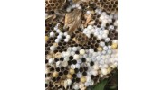 Yellow Jacket Removal