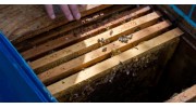 Bee Removal