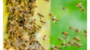 Bee Control