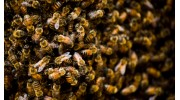 Hornet Removal