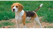 Beagles