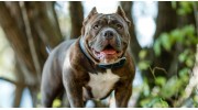 American Bulldog Information
