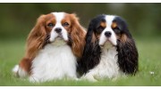 Dog Registry