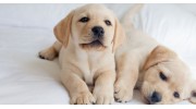 Puppy Registry