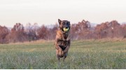 K9 Training