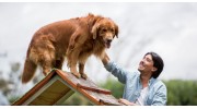Professional Dog Training